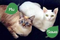 �Q�X�g���[��